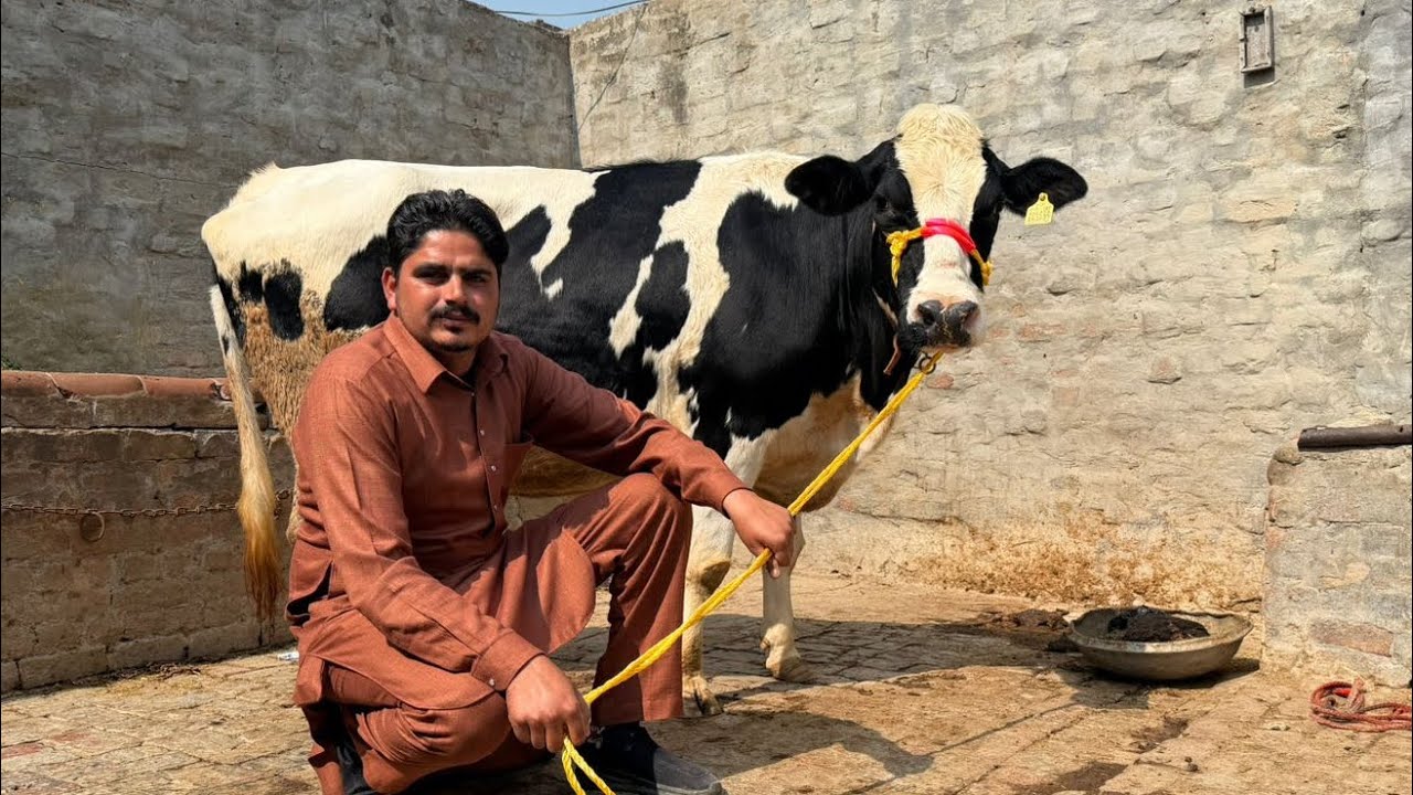 ਇੱਕ ਤੋਕੜ ਗੱਬਣ ਗਾਂ ਵਿਕਾਉ 👌🔥