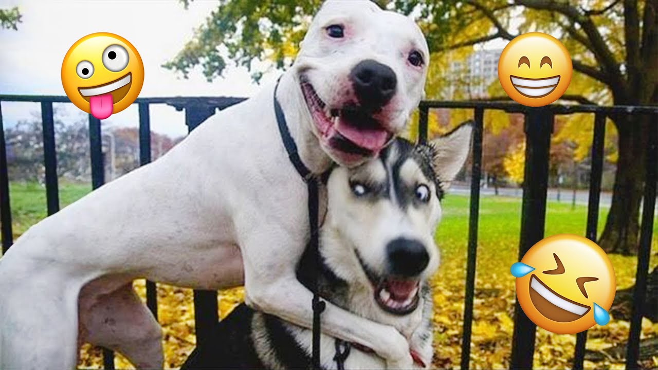 I'm 101% SURE that you will LAUGH EXTREMELY HARD- Funny Dog 2025 #149