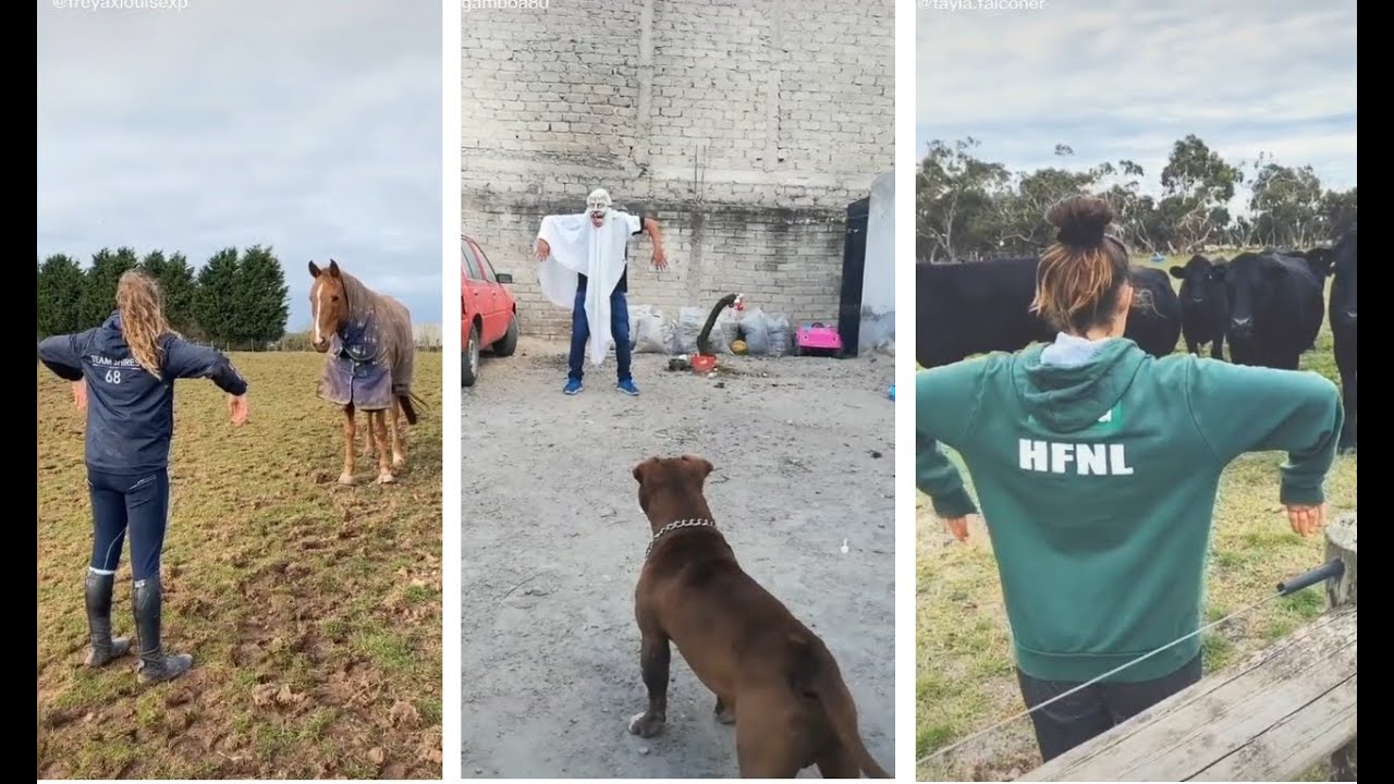 Kulikitaka Challenge - Funny Ghost Scare - Animal Version | Tik Tok Compilation 2020