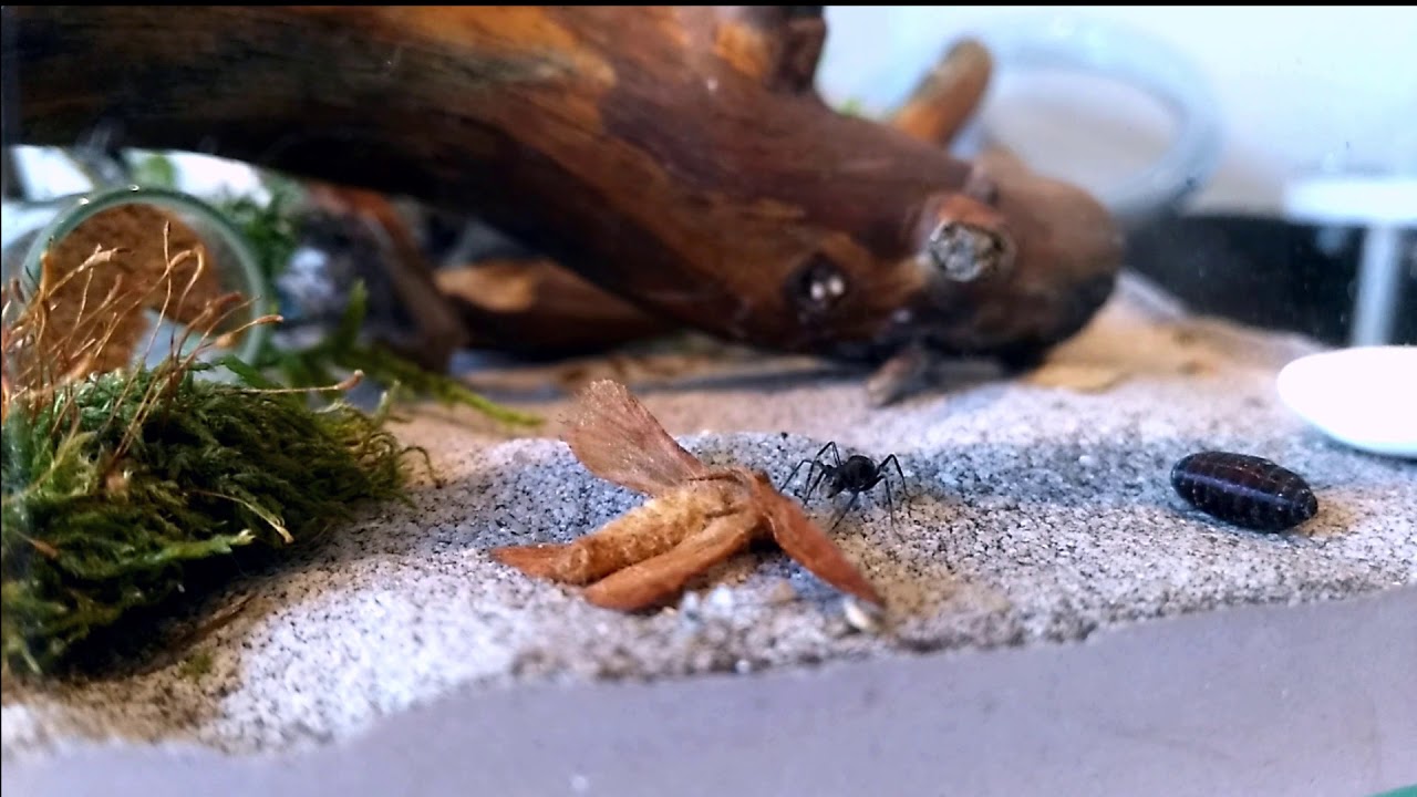C. ligniperda (3) - Ćma kudłata
