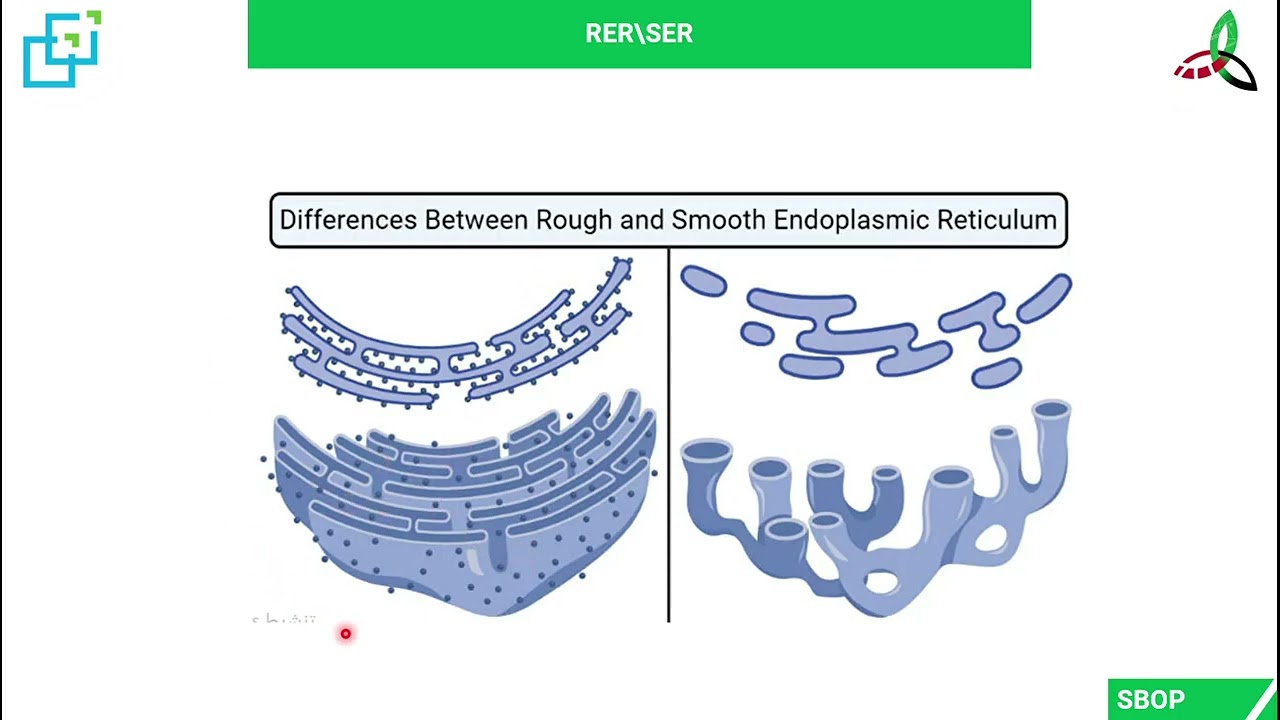 Cell organelles by Rony Bairam, SBOP, 1st Phase