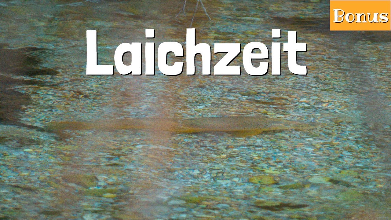 Laichende Bachforellen im wunderschönen Oberbayern | Tal der Äschen Bonus