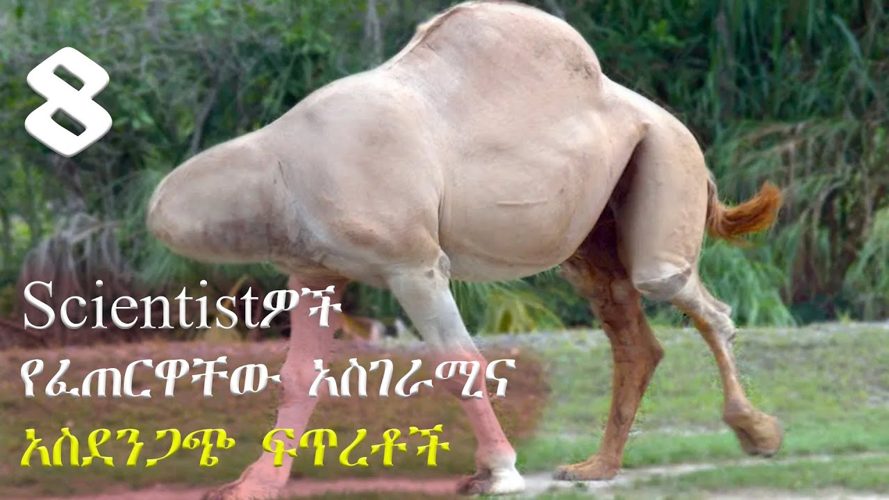 🛑 8 scientistዎች የፈጠርዋቸው አስገራሚና አስደንጋጭ ፍጥረቶች | Ethiopia | Epic Habeshans