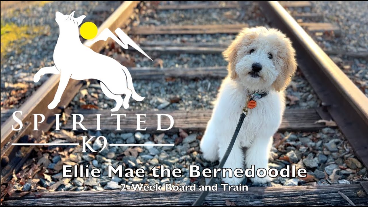 Adorable Bernedoodle Puppy Training | Ellie Mae | 2-Week Program at 4 Months old