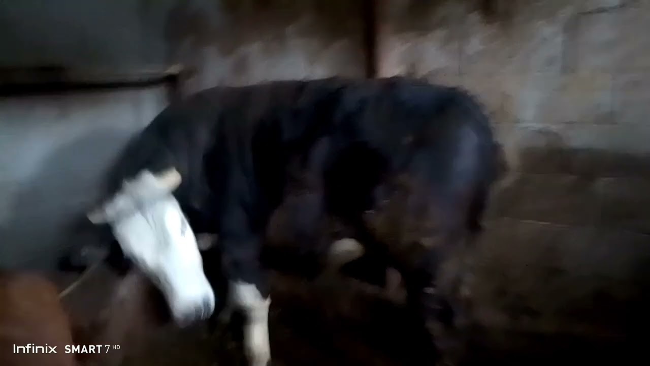 Ин Букая Куштем Бине чанд кг кад