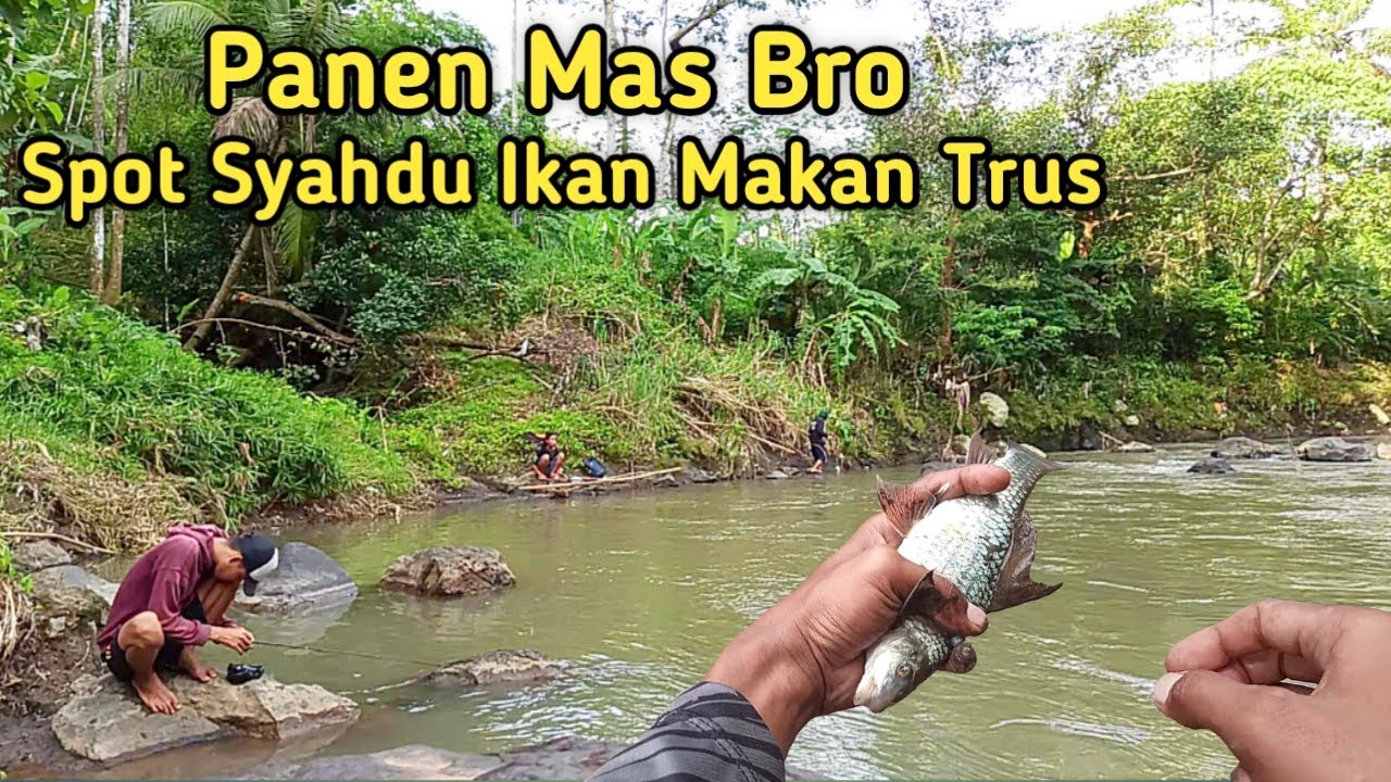 Panen Mas Bro.. Mancing Ikan Nilem ❗Spot Syadhu Ikan  Makan Terus❗