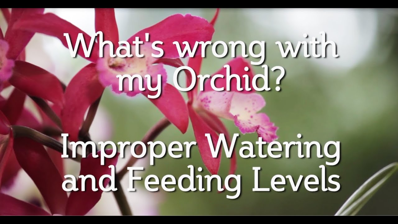 What's Wrong with my Orchid? Improper Watering and Feeding Levels