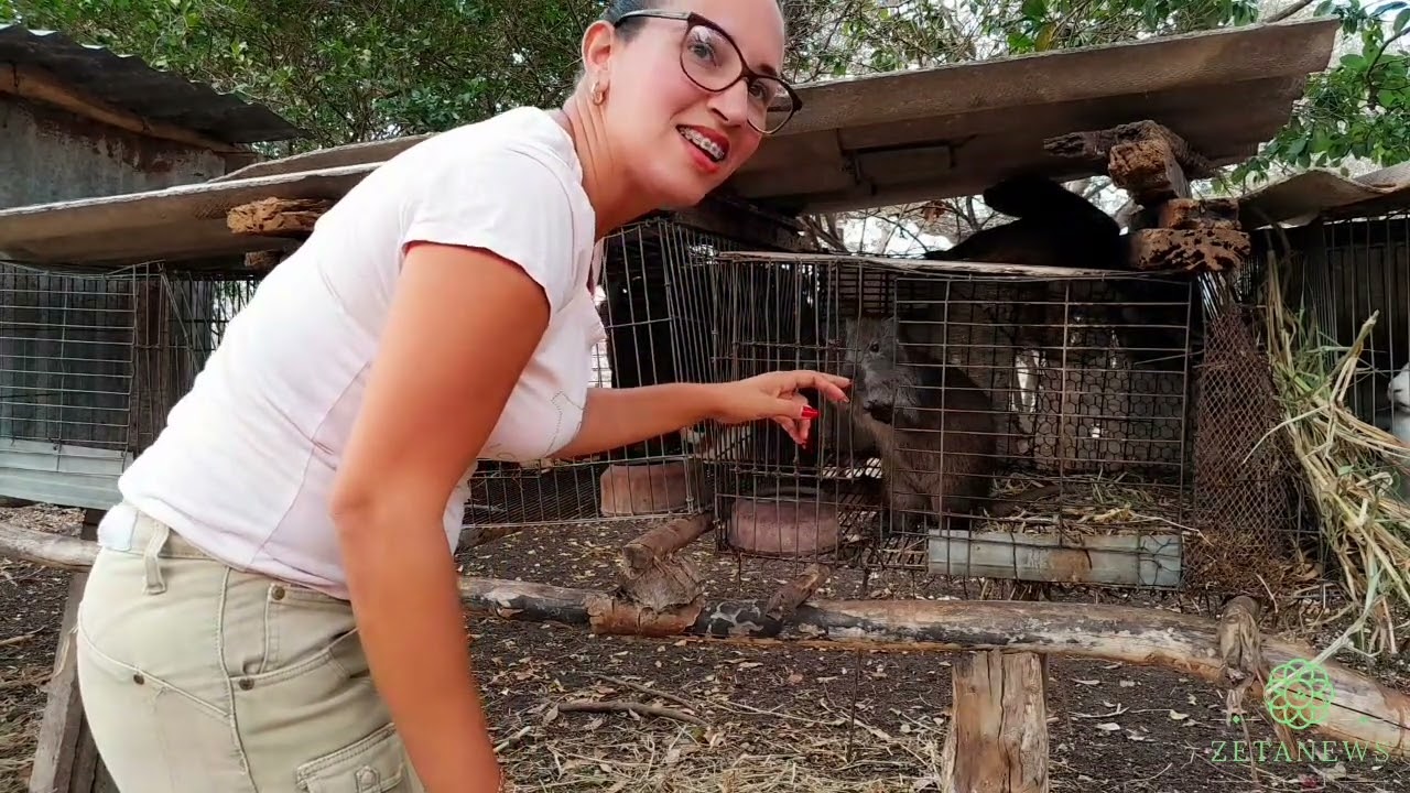 La Jutía Conga: El Raro Roedor Gigante Que Pocos Conocen #trending #nature #viralvideo