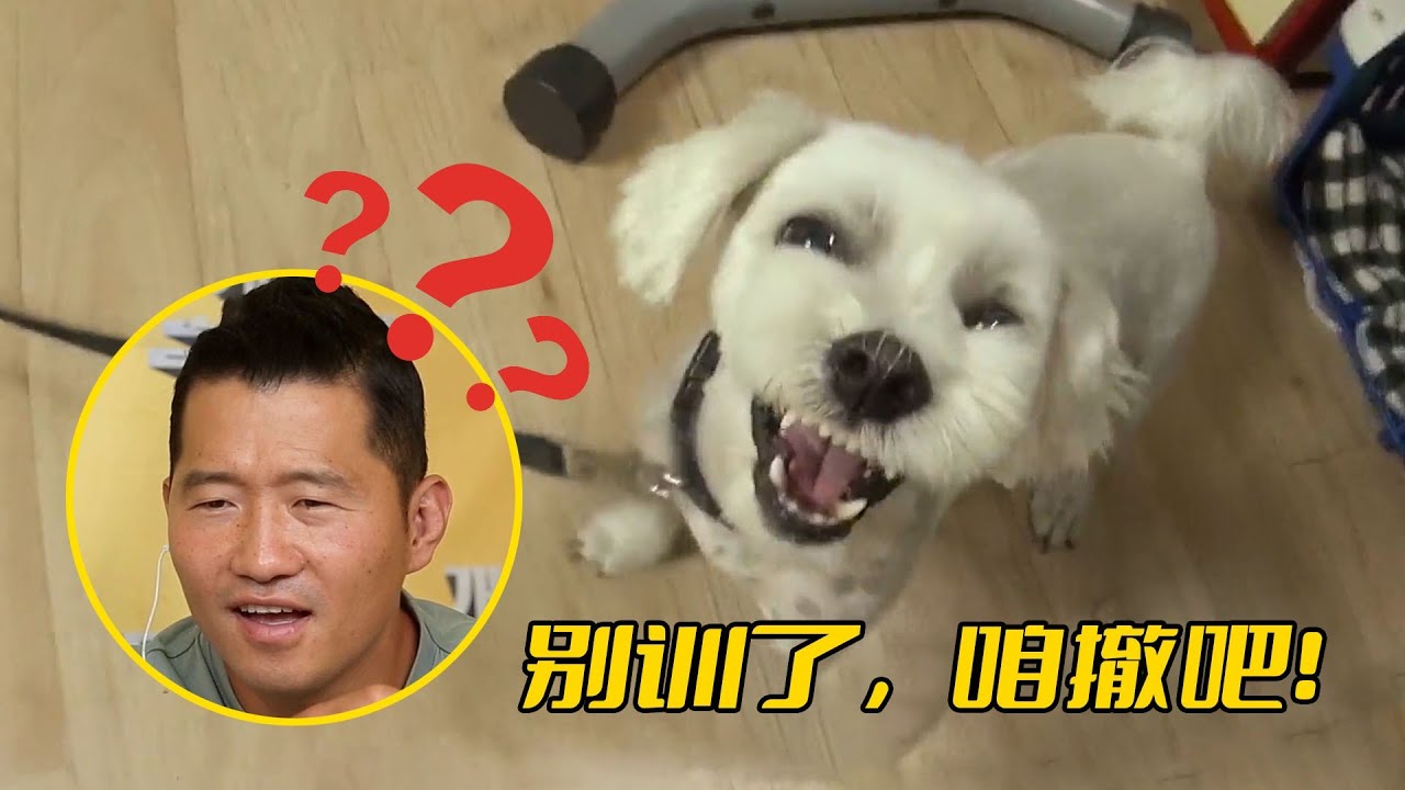 歷代級兇猛惡犬！沒有廢話直接開咬，訓犬師看了都覺得膽寒