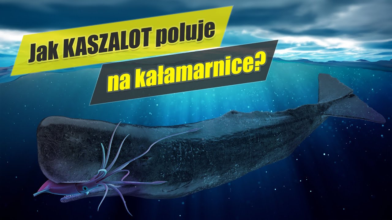 Kaszalot spermacetowy - dlaczego ma w nosie 2000 litrów spermacetu?