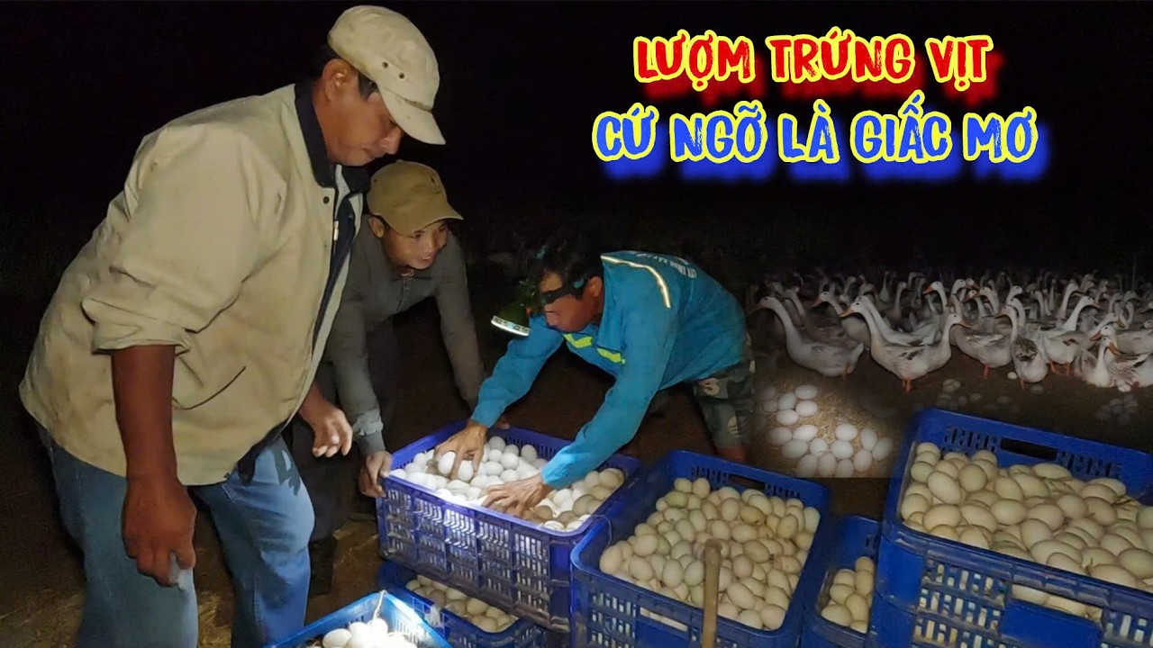 NU&Ocirc;I VỊT lấy trứng, 40 năm chăn vịt mướn, ăn bờ Ở BỤI - tập 1700