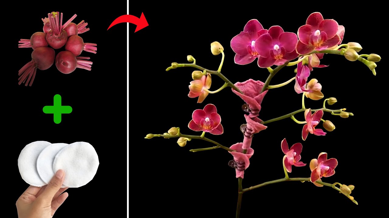 Anggrek Berbunga Lebat Dengan Cara Sederhana Ini