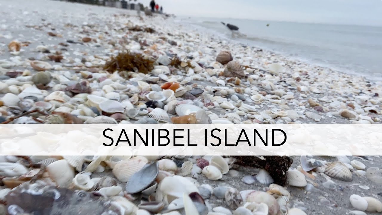 Florida virtual beach walk. Sanibel Island beachcombing and exploring for sea shells and critters.