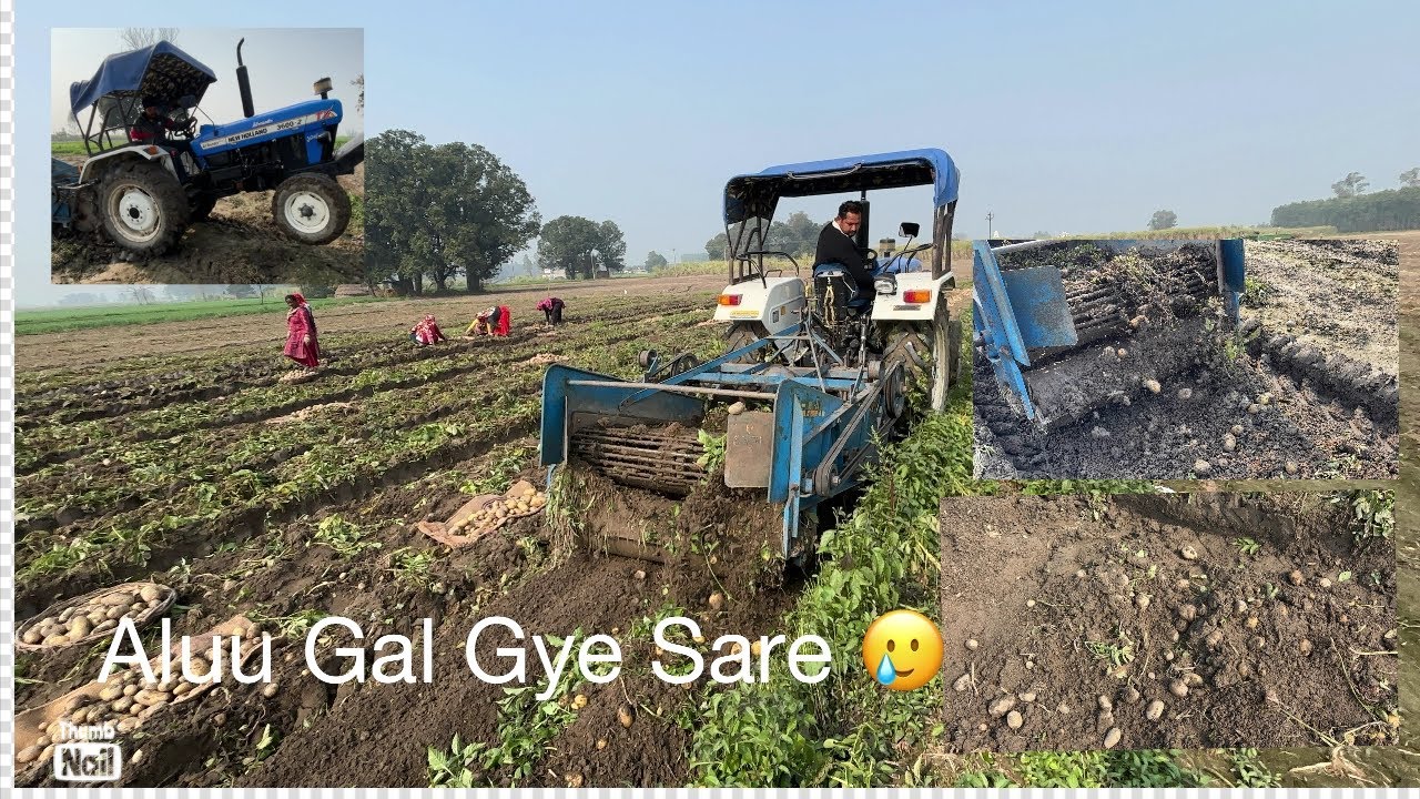 Aluu di putayi / khet hoge sare gile / gal gye aluu #trending #vlogchannel #farming #farmer 