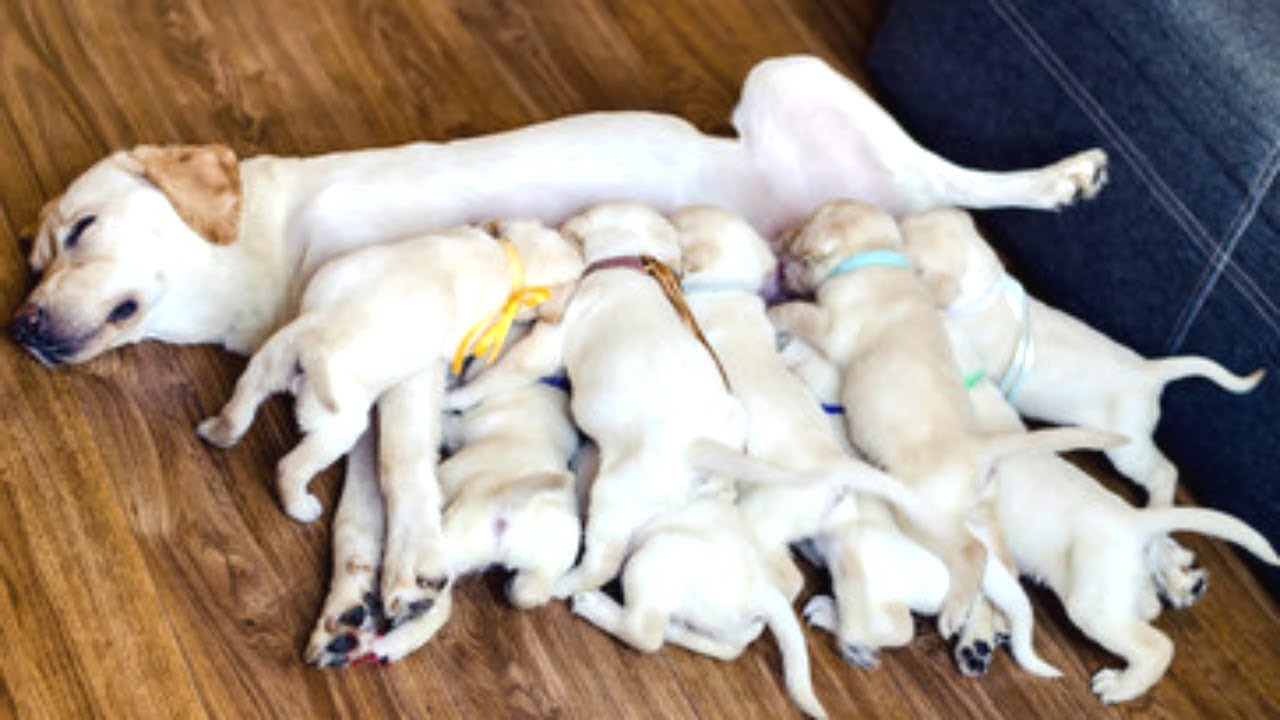 Dog Moms Nursing Their Cute Baby Puppies Videos Compilation 2022
