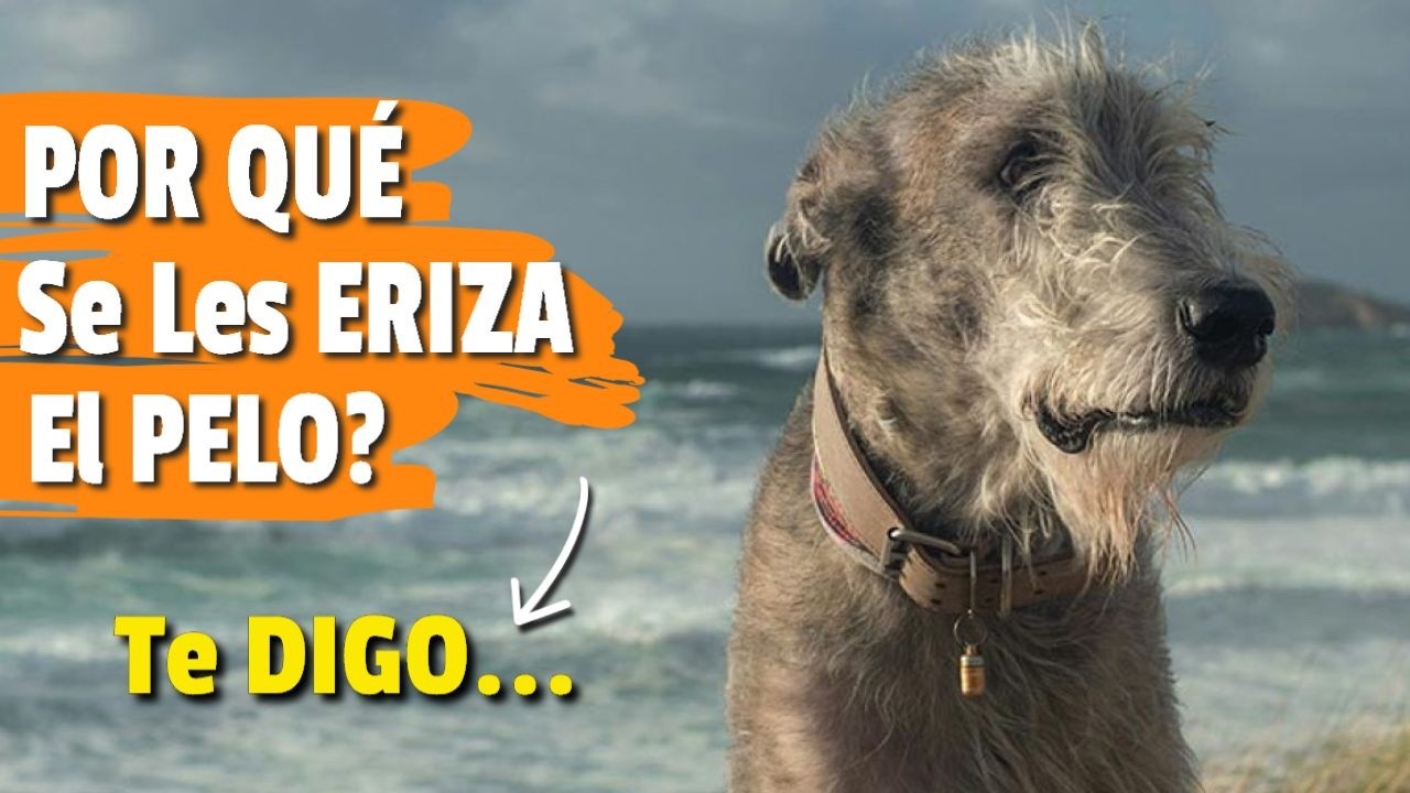 ¿POR QUÉ se les ERIZA el PELO a los PERROS? 🐶❓  ¿Qué Significa Realmente?