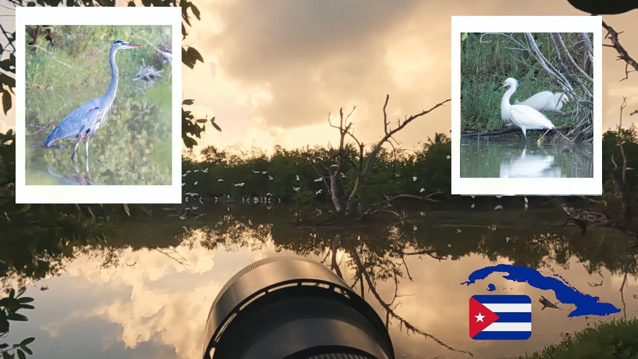POV Bird Photography near Pesquero Beach CUBA (Birding in Cuba PART 2)