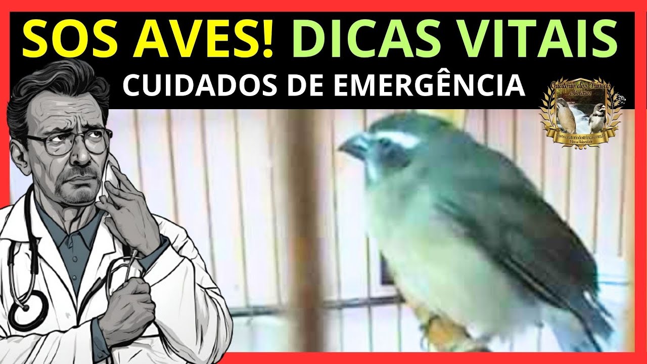 Primeiros Socorros para Aves: Como Salvar Seu Pássaro Doente!