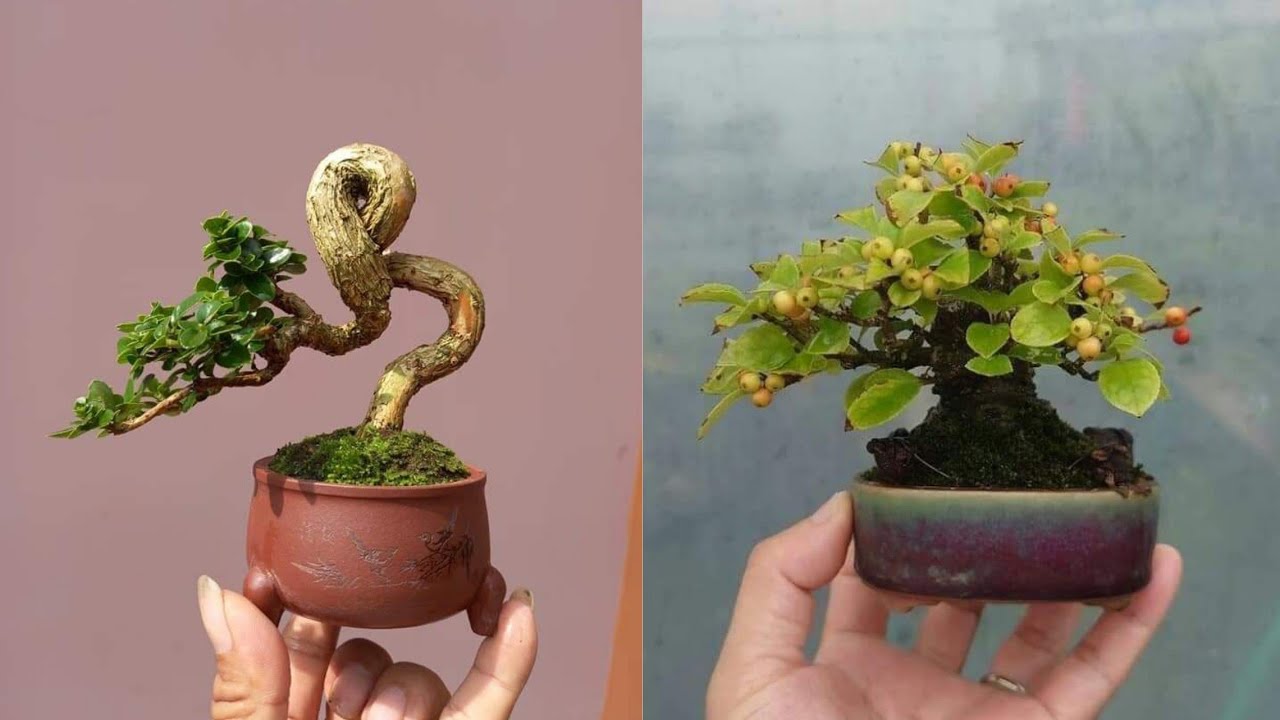 INSPIRASI BONSAI SMALL TERBARU | part 2