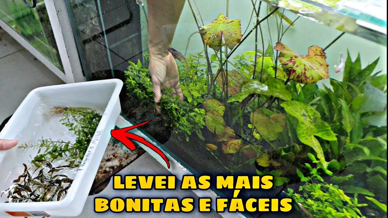 AS PLANTAS LOWTECH MAIS FÁCEIS PARA INICIANTES! ft. @mundodosdiscos-aquarismo2871