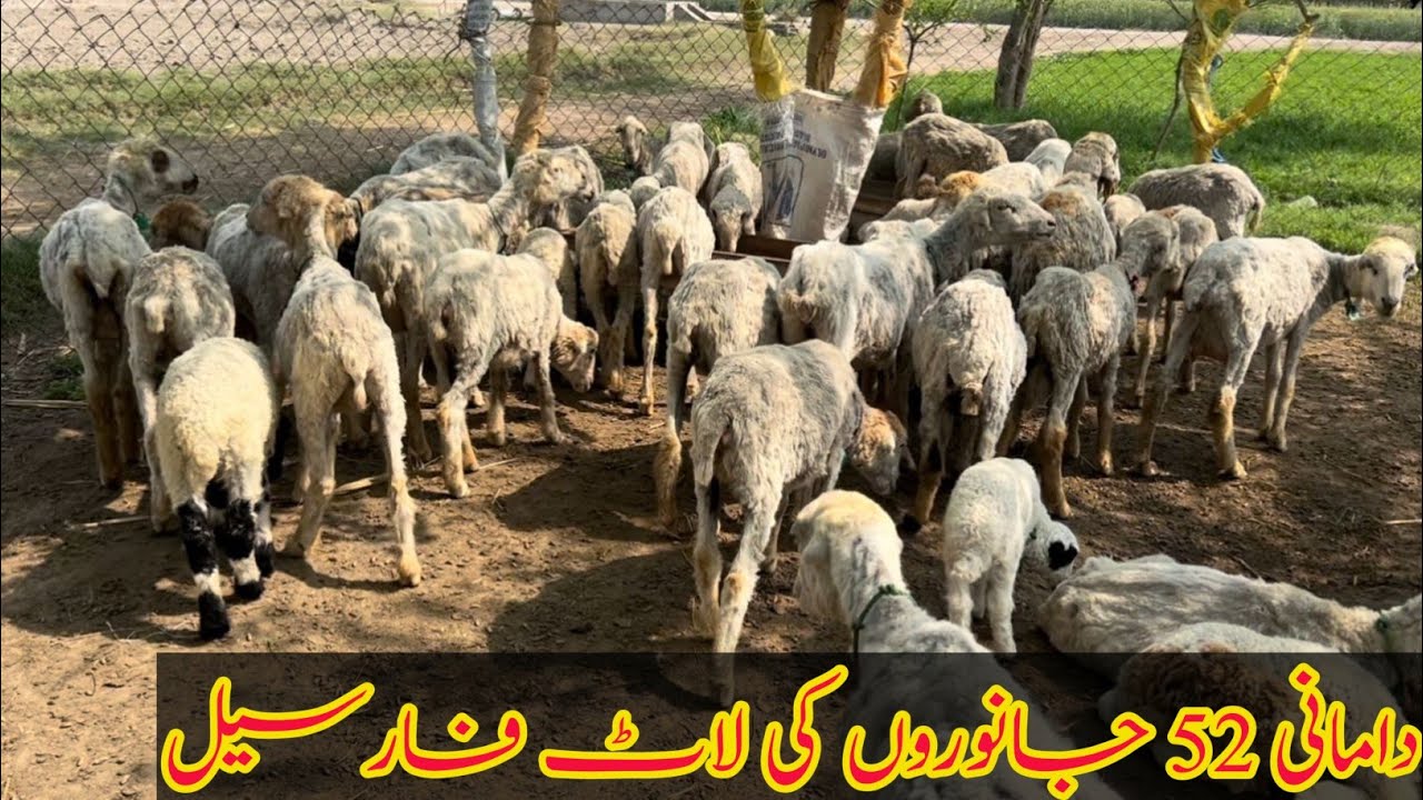 52 damani janwaro ki laat for sale hy 