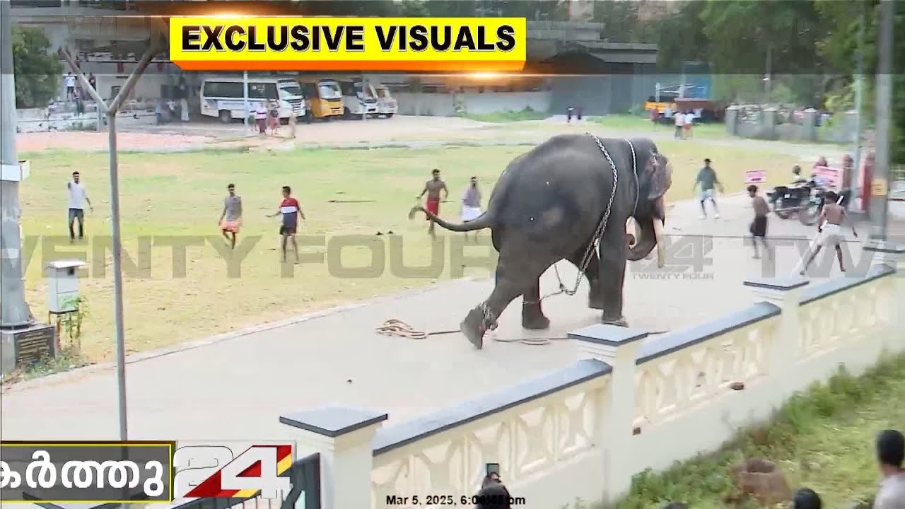 പാപ്പാന്മാരെയെല്ലാം ആന ഓടിച്ചു; കൂച്ചുവിലങ്ങിട്ടതിനാൽ കൂടുതൽ ദൂരം ഓടാനാകുന്നില്ല