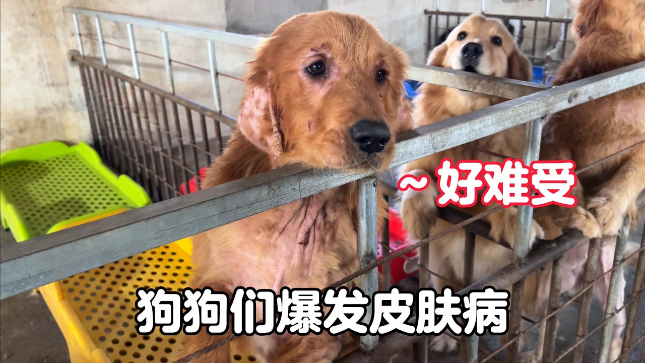 狗狗集體爆發皮膚病，小院犬舍改造迫在眉睫，高昂的費用讓人發愁