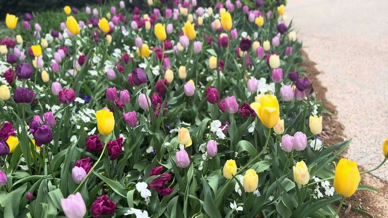 Concrete Roses &mdash; A Compilation Of DC Nature Visuals