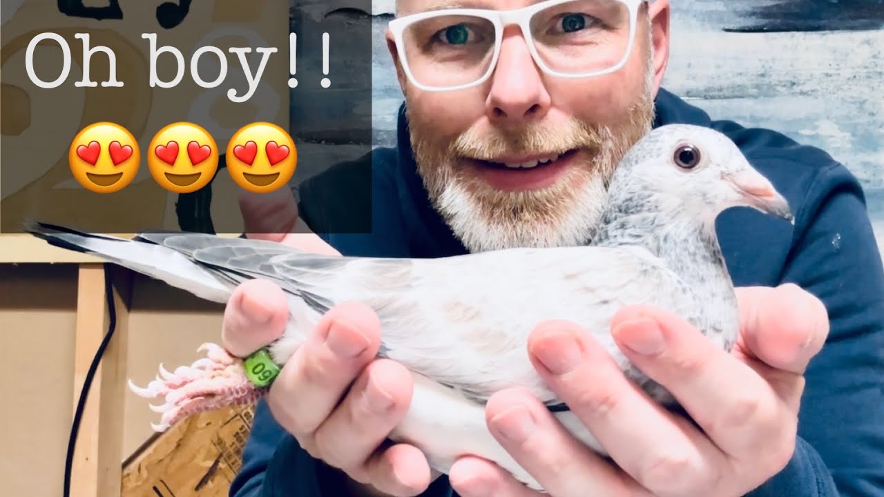 Name contest result | Vaccinating & assessing 2023 late bred young birds | How to vaccinate a pigeon