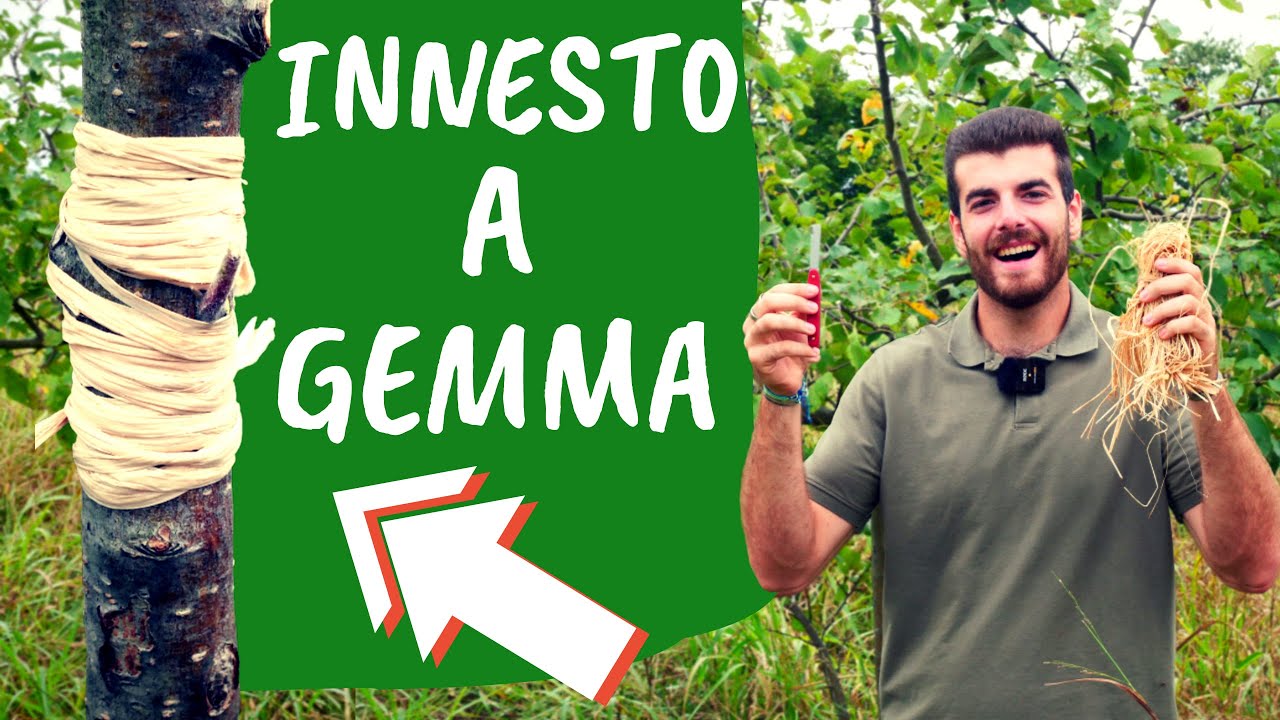INNESTO a gemma dormiente: come e quando