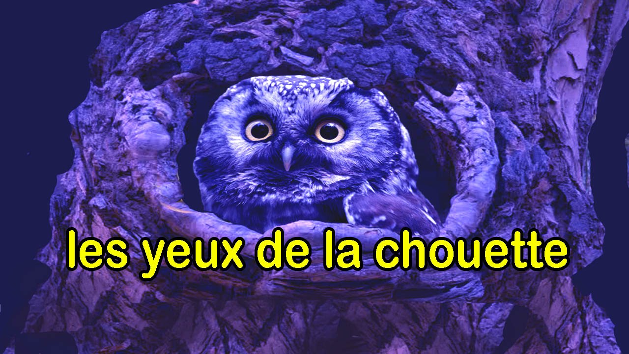 Les yeux de la chouette de Pierre Lozère