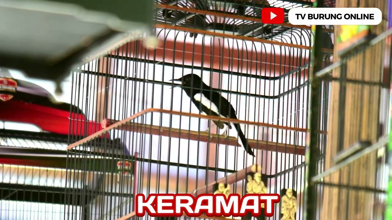 AKSI KACER KERAMAT JUARA 2 DI KELAS LOSS GANTANG MEGA LATBER LAUNCHING LAPANGAN SUNGAI BARU SAMBAS