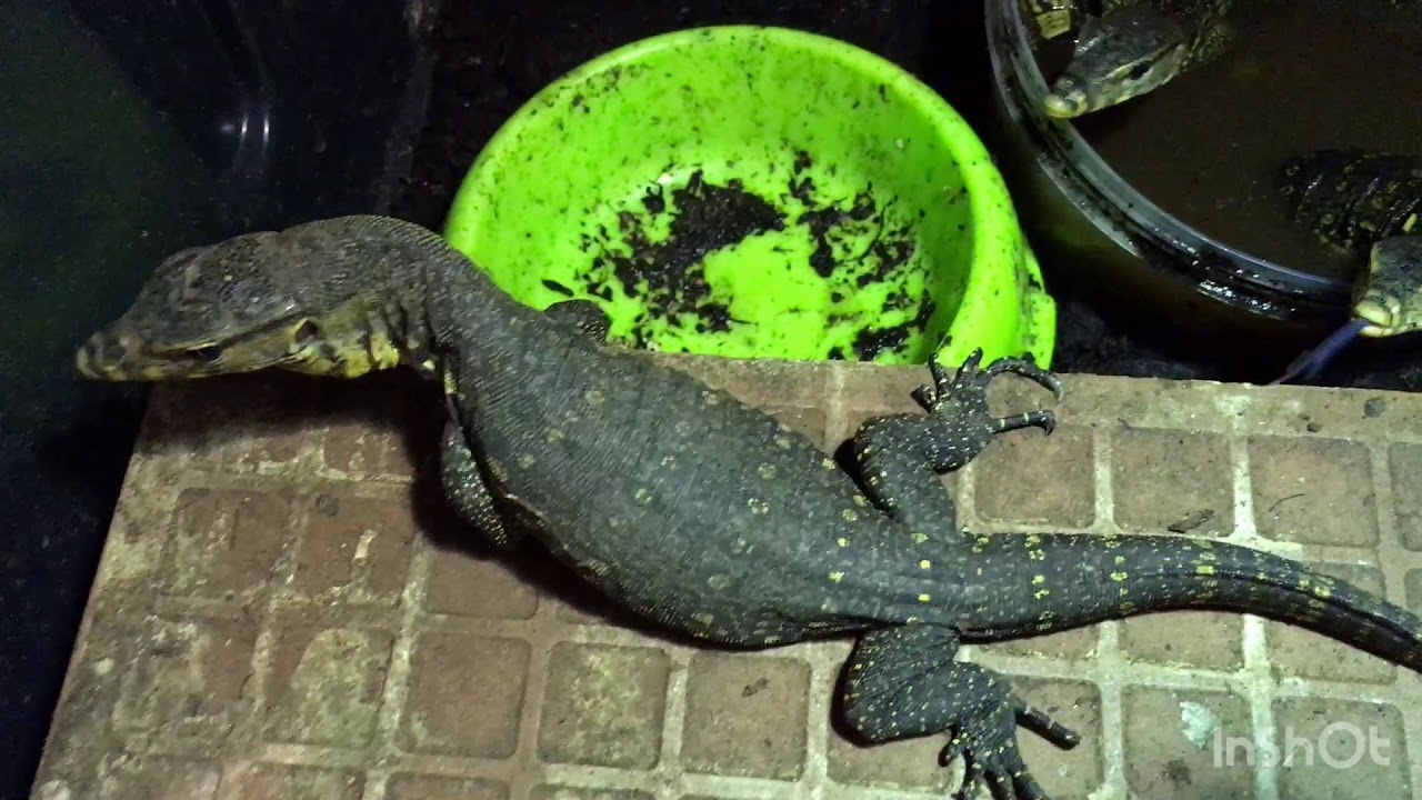 Algunos reptiles del criadero!!! MORDIDA DE VARANO DEL NILO!!! Más de 1400 subscriptores!!!!