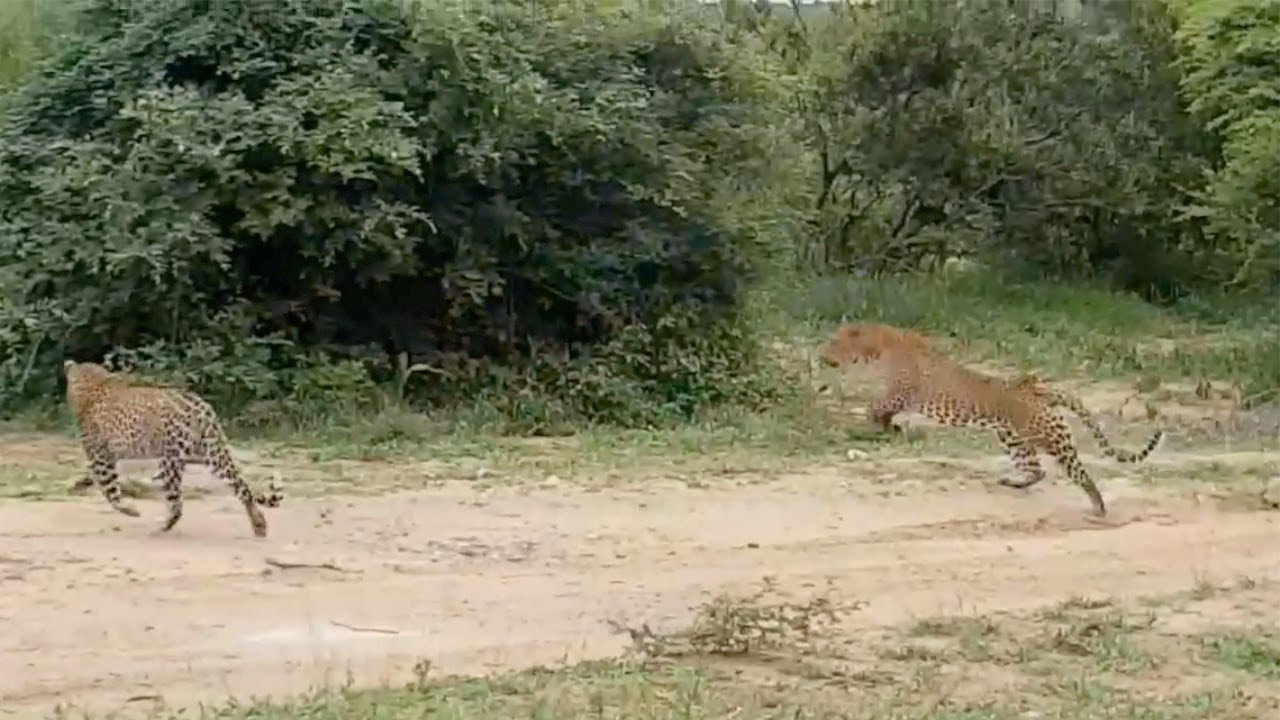 Two male leopards clash on their territories.