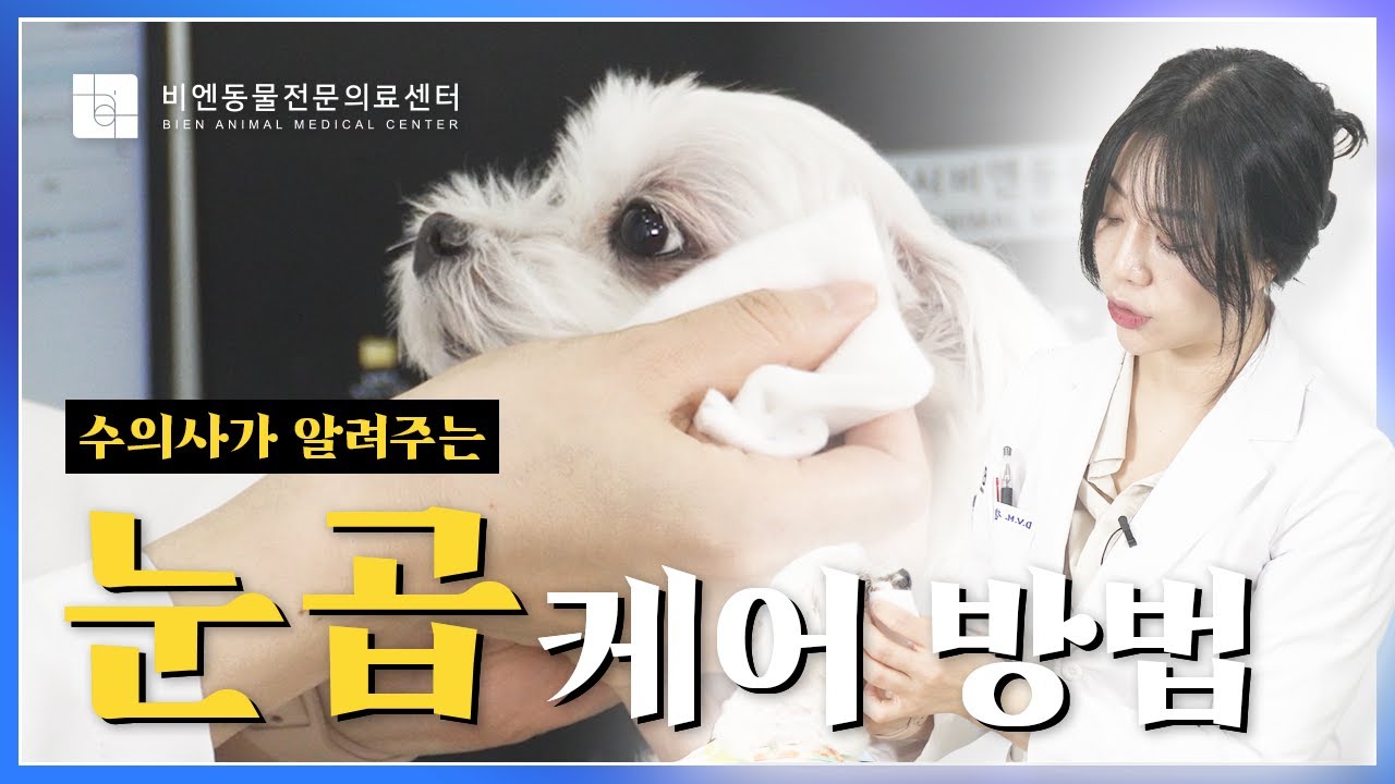 수의사가 알려주는 강아지,고양이 눈곱 닦는 방법! 눈 속 눈곱,이물질 제거 방법까지! 눈곱케어의 모든것 눈꼽관리,눈꼽케어 [📖비엔반려동물상식]