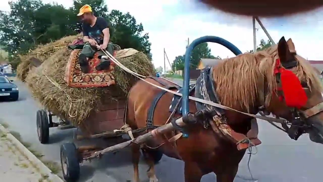 ЛОШАДИ🐎РАБОЧАЯ КОБЫЛА РУССКИЙ ТЯЖЕЛОВОЗ НА ПРОДАЖУ🔥👍🐴