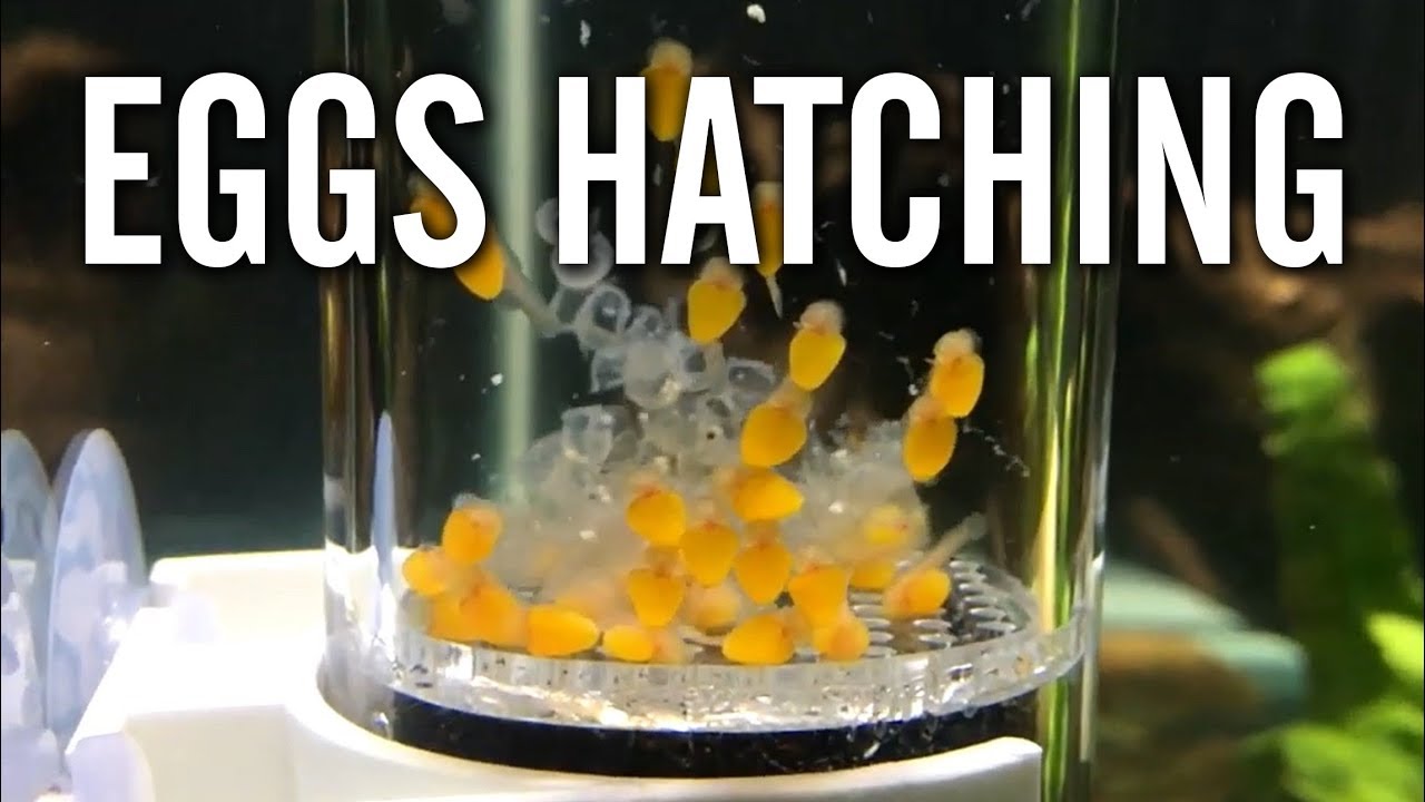 Bristlenose Pleco Eggs Hatching