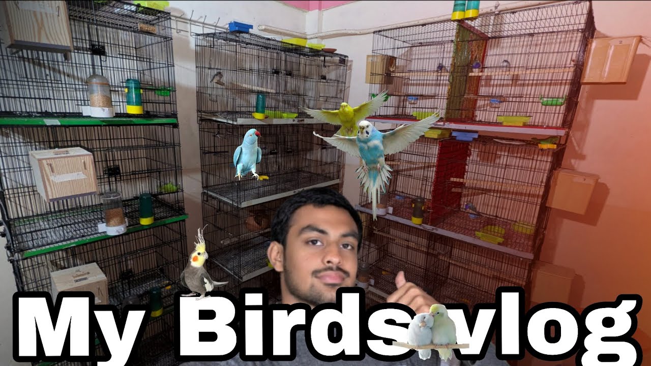 My birds vlog