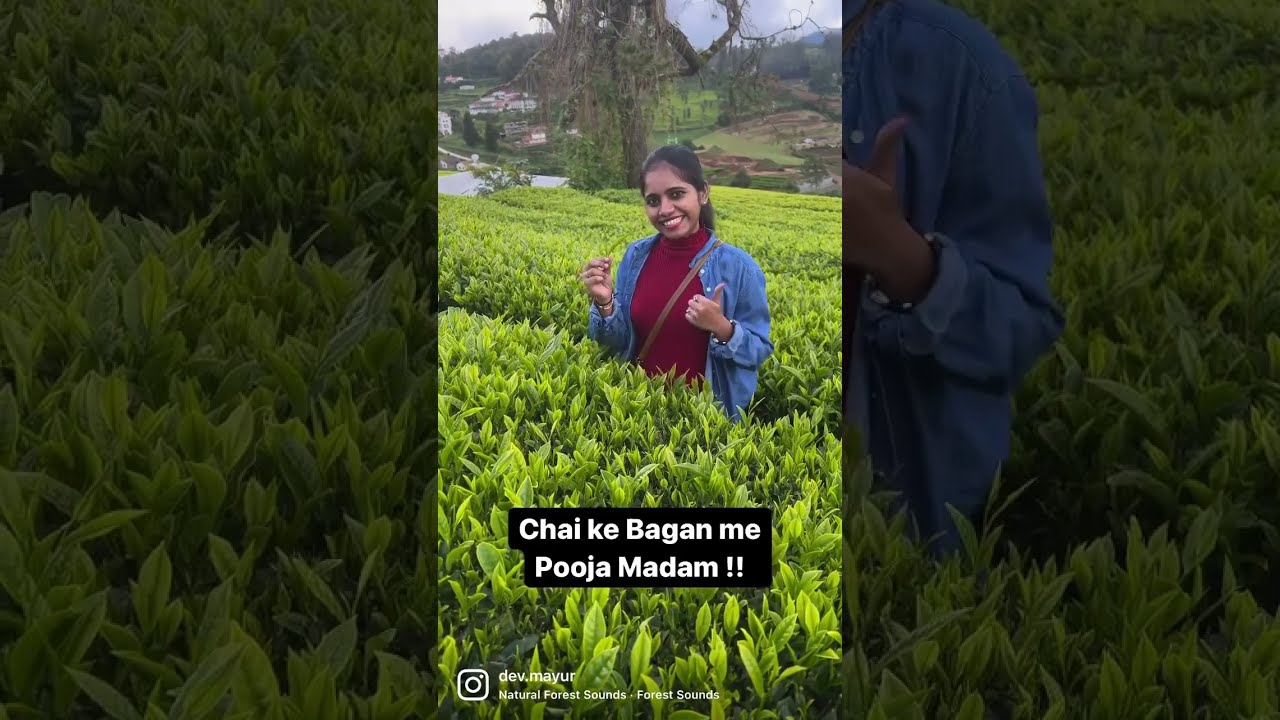 Tea Plantation Garden in Ooty | Tea Garden | Mayur&rsquo;s Day Out