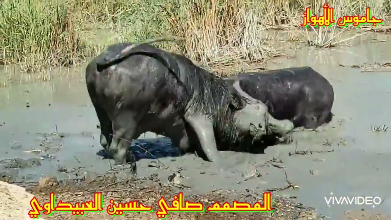 جاموس الأهواز ... عركة فحوله