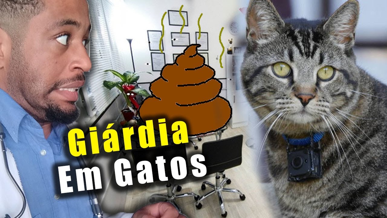 Giárdia em gatos! Causas, sintomas, tratamento e prevenção.