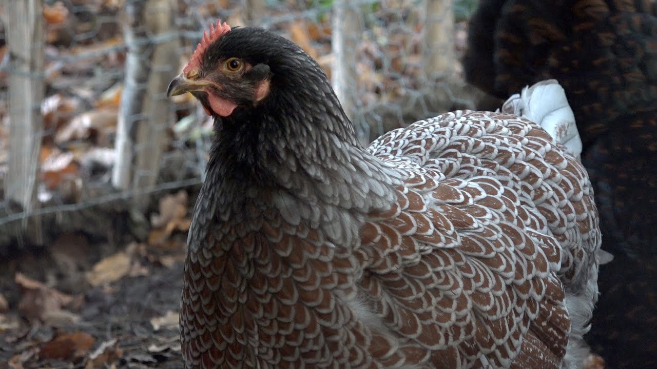 Vijf vragen over de afschermplicht bij hobbyvogels