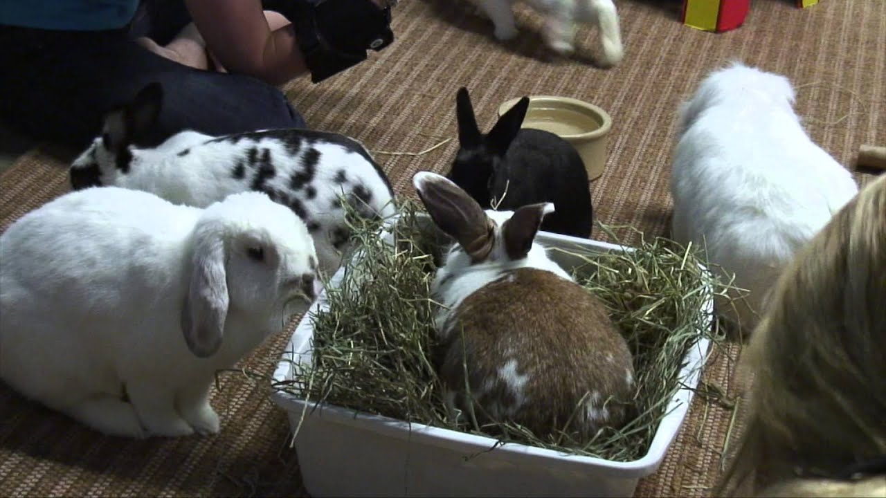 House Of Rabbit Society Hoppy Hour San Diego