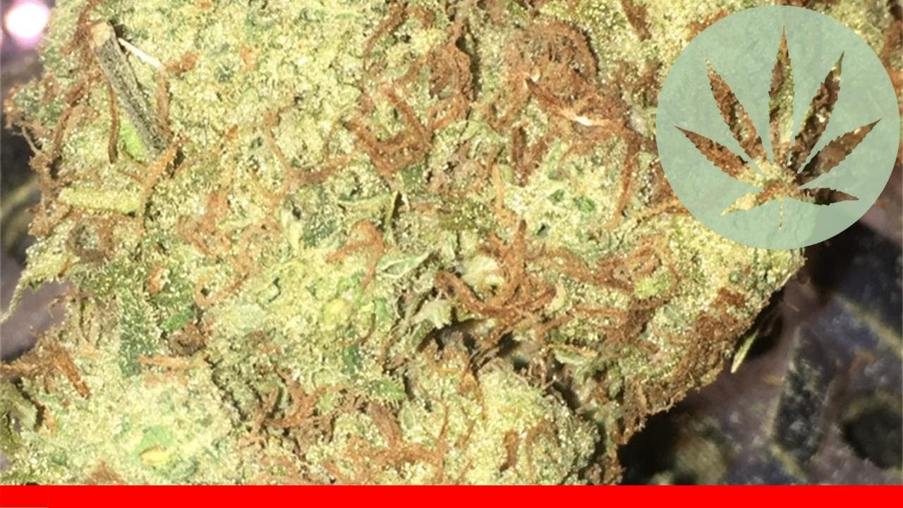 Hindu Skunk - All About This Strain