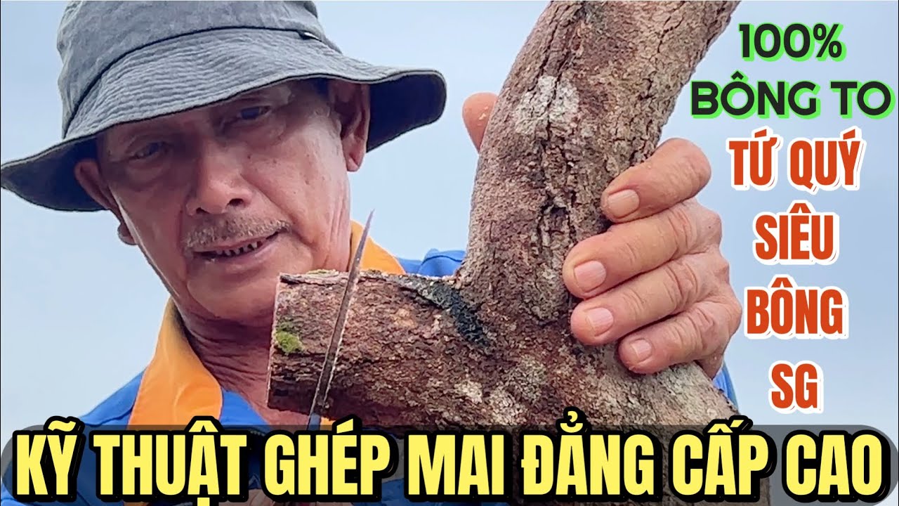 Nghệ nhân nổi tiếng võ lâm hướng dẫn ghép mai siêu bông Sài Gòn gốc bonsai tứ quý chú Sáu Bình Dương