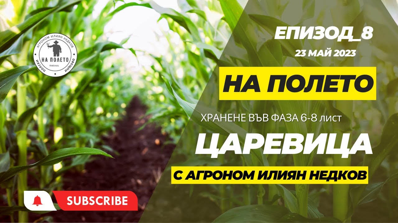 НА ПОЛЕТО /епизод_8/ - царевица- хранене във фаза 6-8 лист