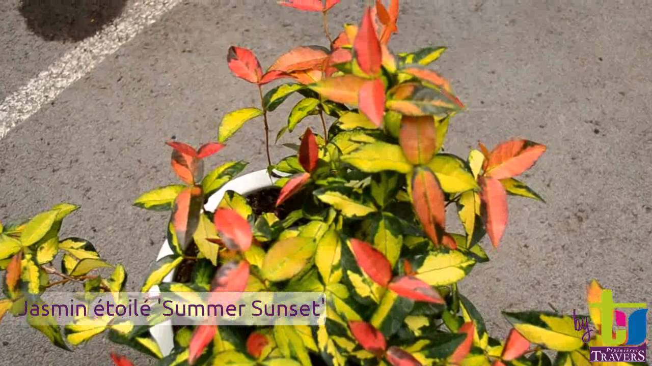 Trachelospermum asiaticum 'Summer Sunset' - P&eacute;pini&egrave;res TRAVERS - Sp&eacute;cialiste des plantes grimpantes