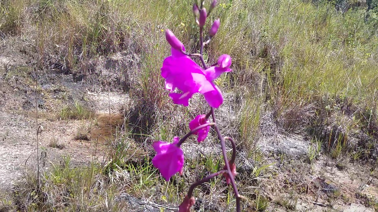 corredeira das orquideas  terrestres