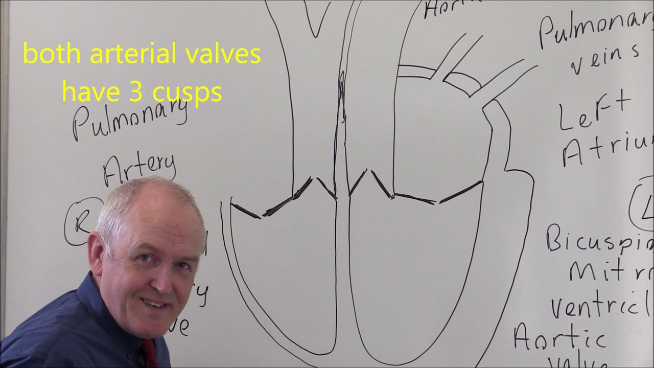 Heart 1, Basic structure and blood flows