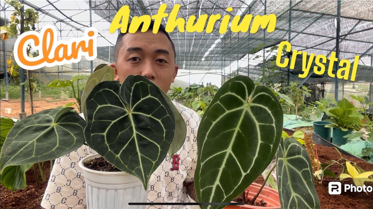 Cách Phân Biệt và chăm sóc Anthurium Clari & Crystal
